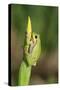 Treefrog on Iris-null-Stretched Canvas