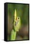 Treefrog on Iris-null-Framed Stretched Canvas