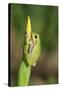 Treefrog on Iris-null-Stretched Canvas
