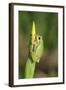 Treefrog on Iris-null-Framed Photographic Print