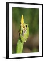 Treefrog on Iris-null-Framed Photographic Print