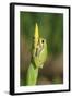 Treefrog on Iris-null-Framed Photographic Print