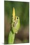 Treefrog on Iris-null-Mounted Photographic Print