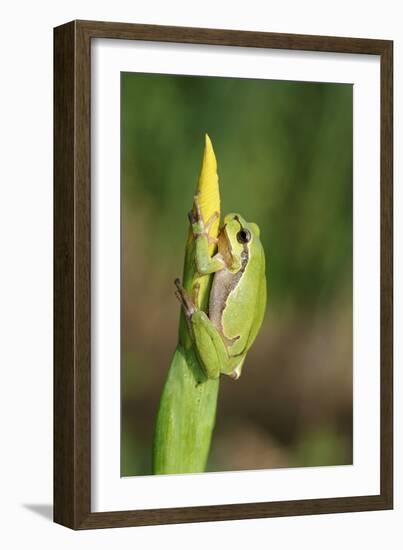 Treefrog on Iris-null-Framed Photographic Print