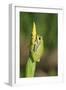 Treefrog on Iris-null-Framed Photographic Print
