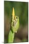 Treefrog on Iris-null-Mounted Photographic Print