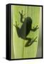 Treefrog Silhouette Through Leaf-null-Framed Stretched Canvas