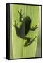 Treefrog Silhouette Through Leaf-null-Framed Stretched Canvas