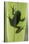 Treefrog Silhouette Through Leaf-null-Stretched Canvas