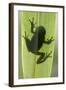 Treefrog Silhouette Through Leaf-null-Framed Photographic Print