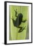 Treefrog Silhouette Through Leaf-null-Framed Photographic Print