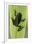 Treefrog Silhouette Through Leaf-null-Framed Photographic Print