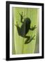 Treefrog Silhouette Through Leaf-null-Framed Photographic Print