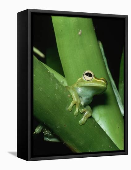 Treefrog-Joe McDonald-Framed Stretched Canvas