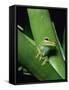 Treefrog-Joe McDonald-Framed Stretched Canvas