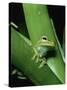 Treefrog-Joe McDonald-Stretched Canvas