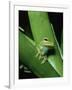 Treefrog-Joe McDonald-Framed Photographic Print