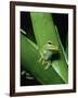 Treefrog-Joe McDonald-Framed Photographic Print