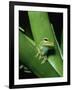 Treefrog-Joe McDonald-Framed Photographic Print