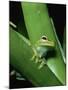 Treefrog-Joe McDonald-Mounted Photographic Print