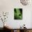 Treefrog-Joe McDonald-Photographic Print displayed on a wall