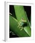 Treefrog-Joe McDonald-Framed Photographic Print