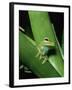 Treefrog-Joe McDonald-Framed Photographic Print