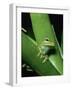 Treefrog-Joe McDonald-Framed Photographic Print