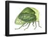 Treehopper (Ceresa Bubalus), Insects-Encyclopaedia Britannica-Framed Poster
