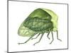 Treehopper (Ceresa Bubalus), Insects-Encyclopaedia Britannica-Mounted Poster