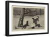 Treeing a Lynx-John Charles Dollman-Framed Giclee Print