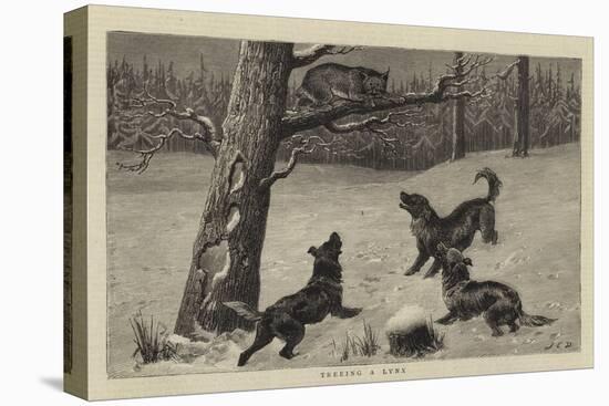 Treeing a Lynx-John Charles Dollman-Stretched Canvas