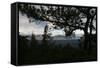 Treeline Pine-Robert Goldwitz-Framed Stretched Canvas
