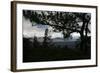 Treeline Pine-Robert Goldwitz-Framed Photographic Print