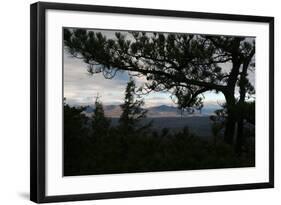 Treeline Pine-Robert Goldwitz-Framed Photographic Print