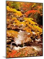 Treemont, GSMNP, TN-J.D. Mcfarlan-Mounted Photographic Print