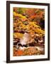 Treemont, GSMNP, TN-J.D. Mcfarlan-Framed Photographic Print