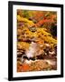 Treemont, GSMNP, TN-J.D. Mcfarlan-Framed Photographic Print