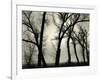 Trees, 1958-Brett Weston-Framed Photographic Print