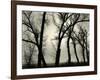 Trees, 1958-Brett Weston-Framed Photographic Print