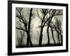 Trees, 1958-Brett Weston-Framed Photographic Print