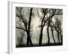 Trees, 1958-Brett Weston-Framed Photographic Print