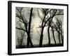 Trees, 1958-Brett Weston-Framed Photographic Print