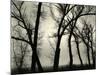 Trees, 1958-Brett Weston-Mounted Photographic Print