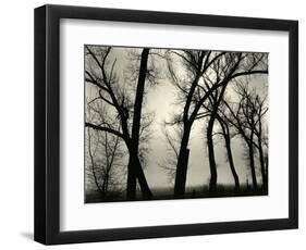 Trees, 1958-Brett Weston-Framed Photographic Print