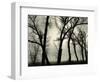 Trees, 1958-Brett Weston-Framed Photographic Print