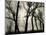 Trees, 1958-Brett Weston-Mounted Photographic Print