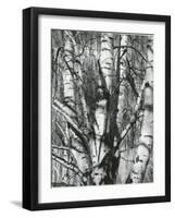 Trees, 1972-Brett Weston-Framed Photographic Print