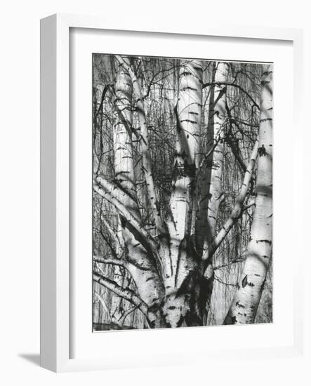 Trees, 1972-Brett Weston-Framed Photographic Print