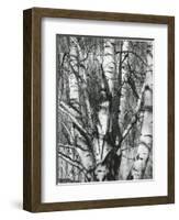 Trees, 1972-Brett Weston-Framed Photographic Print